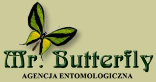 Mr. Butterfly - Agencja entomologiczna